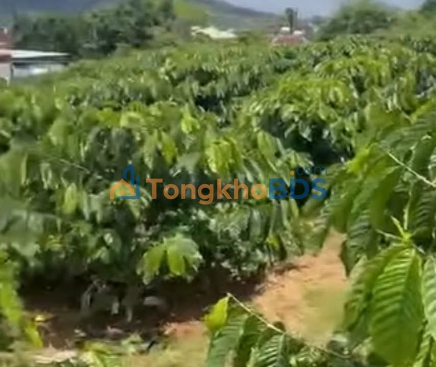 Đất nền Tân Văn Lâm Hà 1.6 sào 1.1 tỷ - Tiềm năng tăng giá