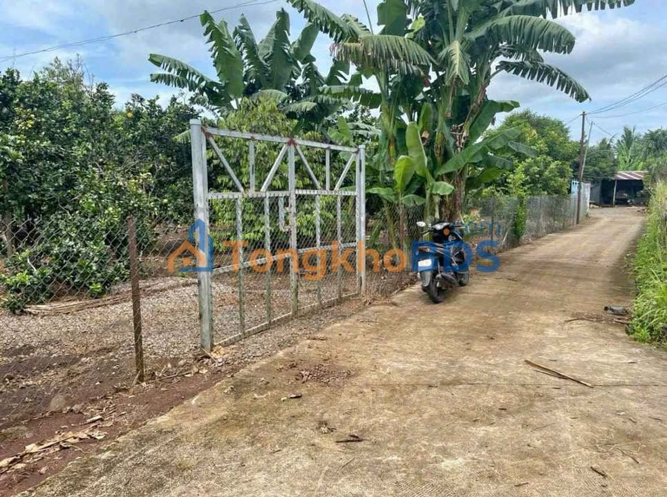 Đất Vườn Bưởi 1000m² Bình Phước Giá 210 Triệu - Sổ Đỏ Sẵn