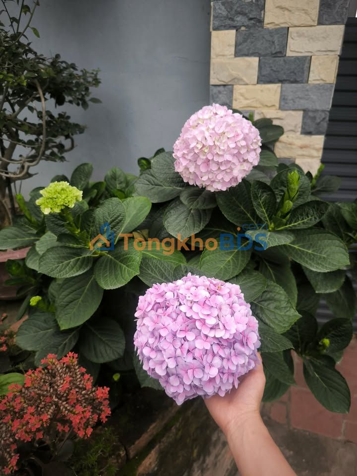 Đất Nền Tiềm Năng - Xã Đồng Việt, Yên Dũng, Bắc Ninh - 378m²