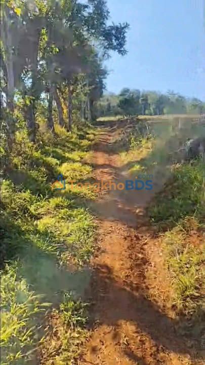 Bán Gấp Đất Vườn Đắk Nông 20.000m² - View Suối, Sổ Đỏ Riêng