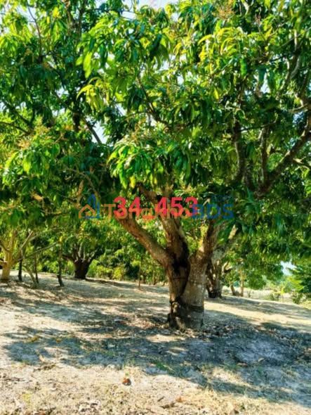 Đất Vườn Xoài Cam Lâm 2680m² - Đầu Tư Sinh Lời Hấp Dẫn