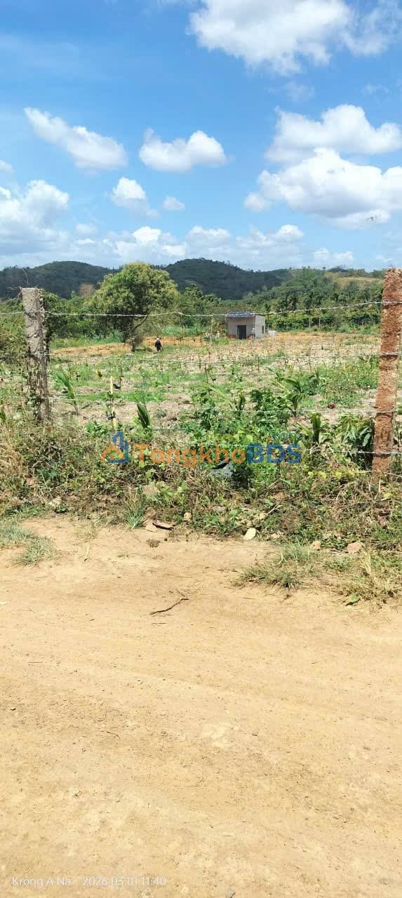 Bán Gấp 1.8ha Cà Phê Tơ & Tuyến Lớn Đắk Lắk - Sổ Đỏ Rõ Ràng