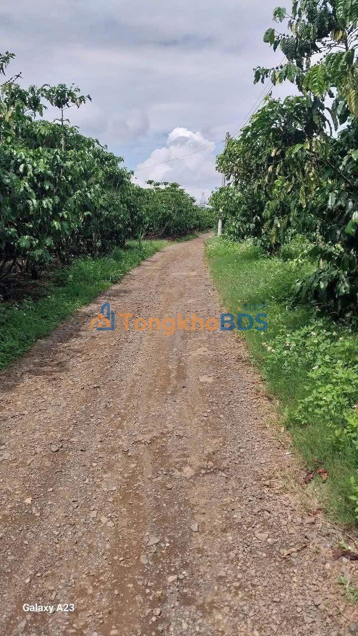 Đất Rẻ Nhất Bảo Lâm - 3150m² Mặt Tiền 32m, 3.2 Tỷ TL