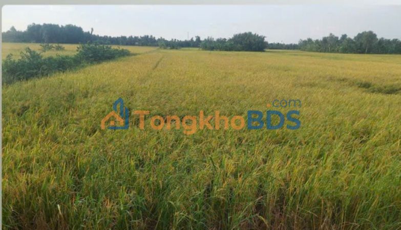 Đất 32 công Ấp Thạnh Hòa 2 Vị Thanh 3.84 tỷ - Sổ đỏ chính chủ