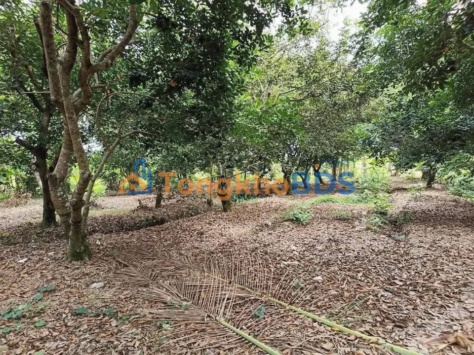 Bán Đất Vườn Trái Cây 2600m² Chợ Lách, Bến Tre - Giá 1.65 Tỷ