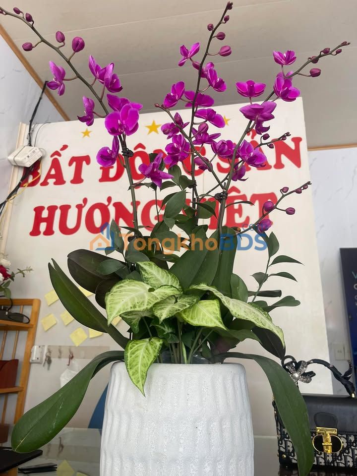 Đất nền Tứ Minh, Hải Dương 43.8m² - Sổ đỏ thổ cư, đường to