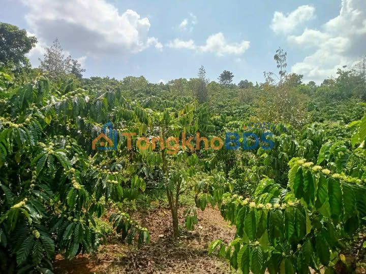 Đất nền Thôn 5 Trường Xuân 3.240m² 1.35 tỷ - Đường ô tô