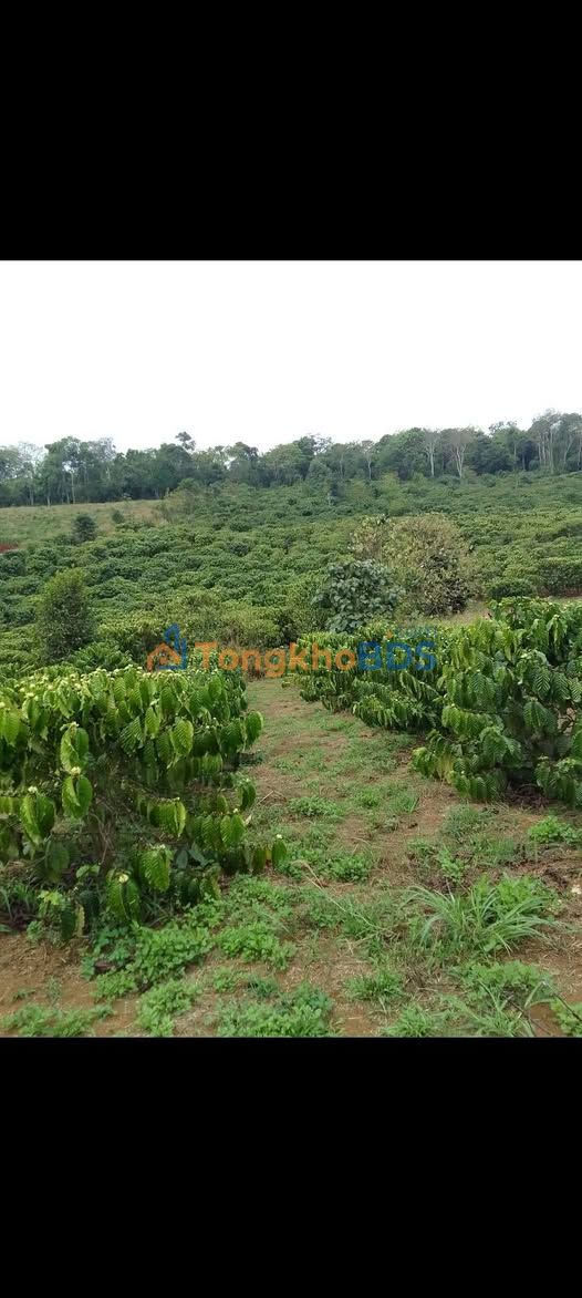 Đất cà phê Quảng Sơn Đăk Glong 1,4ha 2,2 tỷ - Đầu tư dài hạn