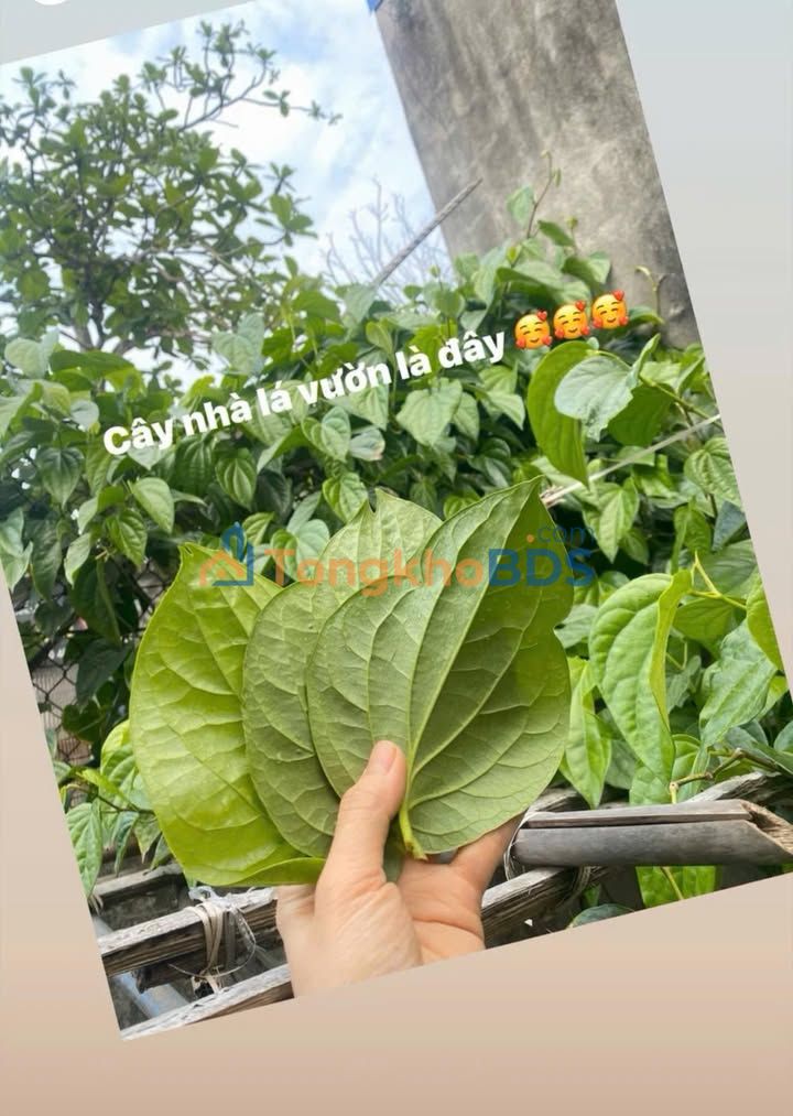 Nhà Mặt Tiền Minh Khai, Hải Phòng 98m² - Vị Trí Vàng Kinh Doanh