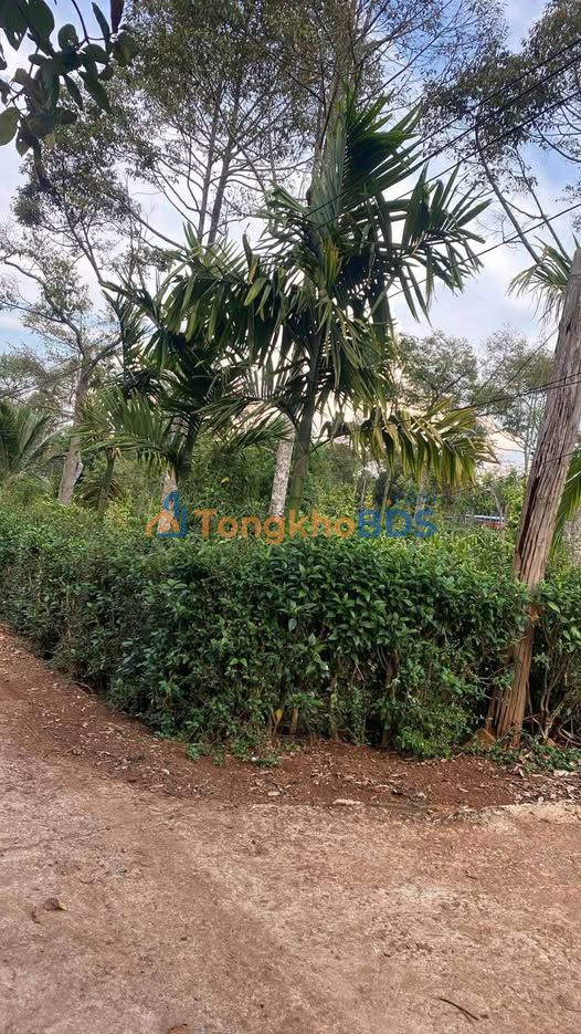 Đất thổ cư 280m² Đắk Mil, Đắk Nông - 3 mặt tiền, giá 1.7 tỷ