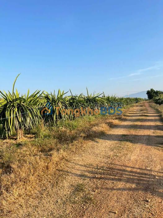 Đất vườn Thôn Phú Sung 1,1ha 220tr/sào - Đầu tư dài hạn