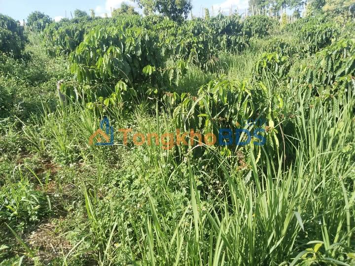 Đất Đắk Mol Đắk Song 11.000m² 1,6 tỷ - Sổ đỏ chính chủ