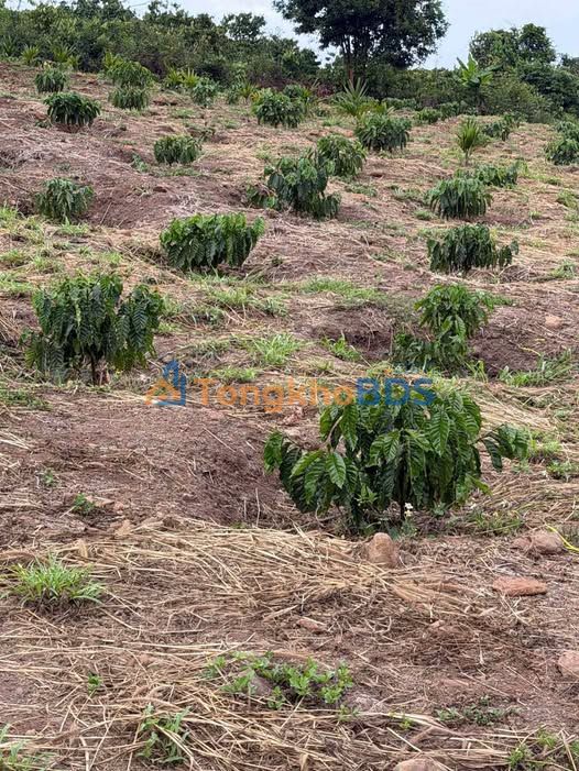 Farm Cà Phê 4ha Đắk Mil, Đắk Nông - Giá Đầu Tư 96 Tỷ