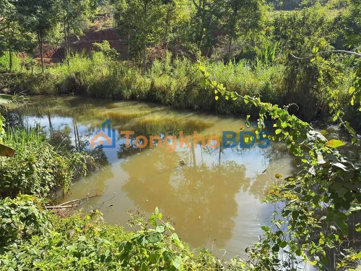 Đất Nền Quảng Tân, Đắk Nông - 2.8ha Sẵn Sàng Chuyển Đổi Cây Trồng