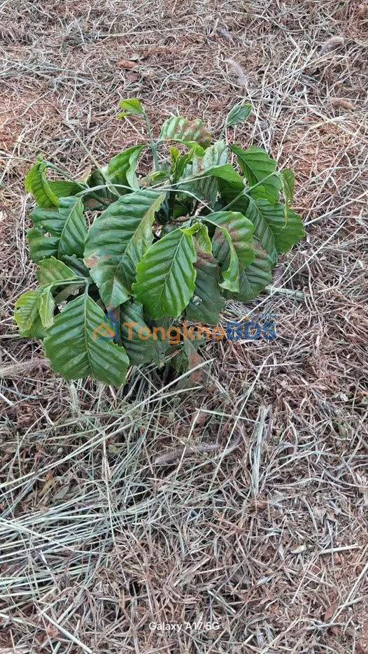 Đất Vườn Đắk Nông 1.7ha Sổ Đỏ - Giá Đầu Tư 2.25 Tỷ