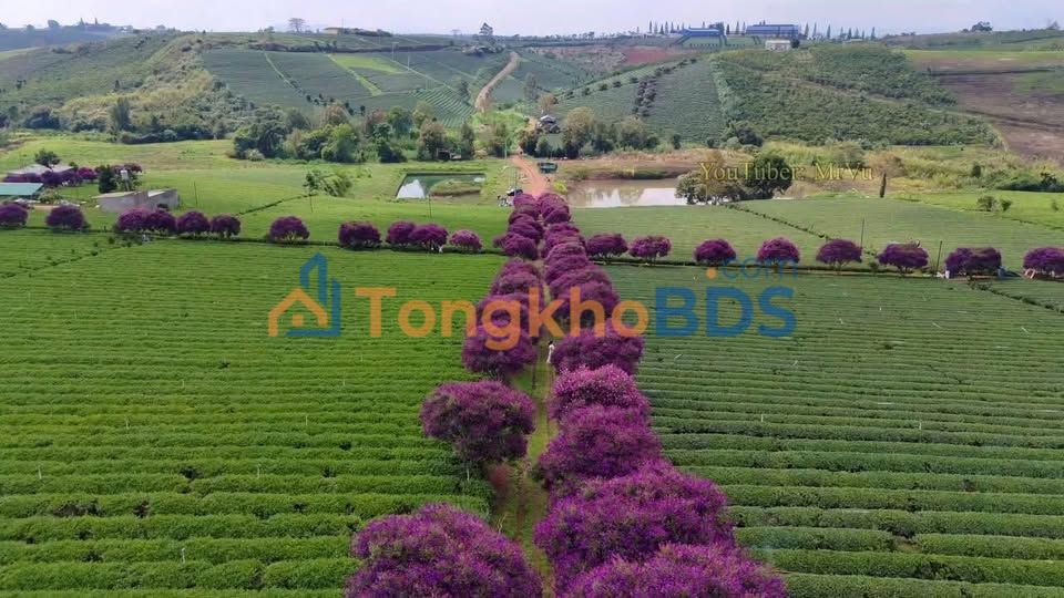 Bán Đất Vườn 15000m² Xã Tân Châu, Di Linh - Giá Tốt, Sẵn Sàng Đầu Tư