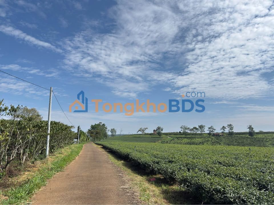 Đất thổ cư 10800m² mặt tiền nhựa Lộc Đức, Bảo Lâm - Giá 950 triệu