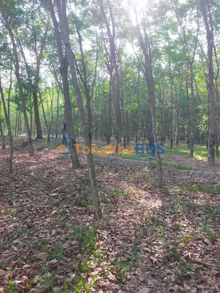 Đất nền Gia An Tánh Linh 11.000m² 1,1 tỷ - Sổ đỏ chính chủ