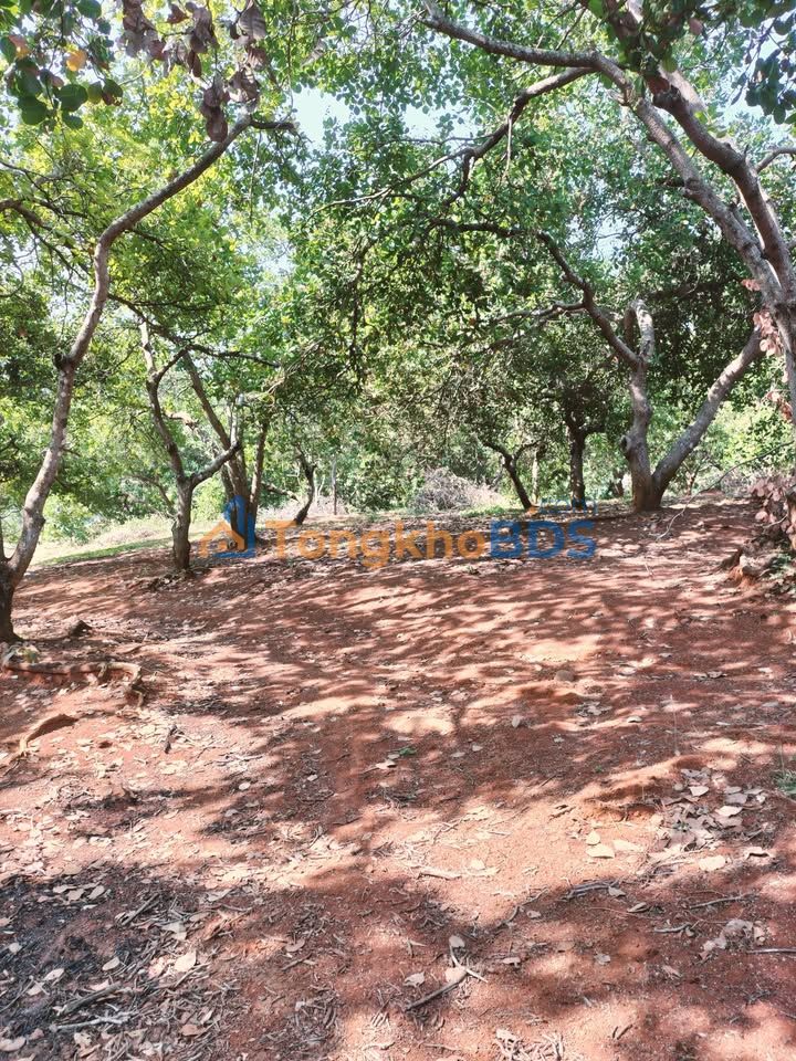 Bán Gấp Đất Đỏ 2.5ha Mặt Tiền Đường Nhựa Xã Phú Nghĩa, Bình Phước - Giá Đầu Tư 1.625 Tỷ