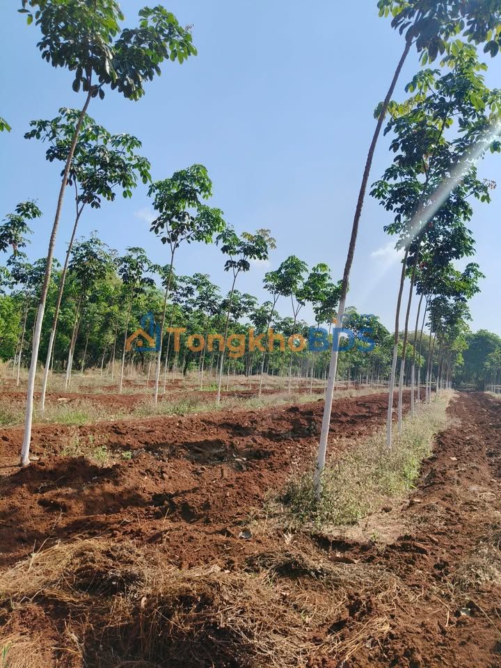 Bán Đất Cao Su Non 10ha Đồng Phú, Bình Phước - Đầu Tư Sinh Lời