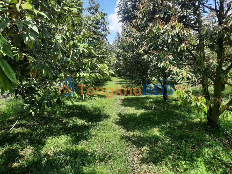 Bán Gấp Vườn Sầu Riêng 37.000m² Mặt Tiền Đường Bê Tông, Bình Dương