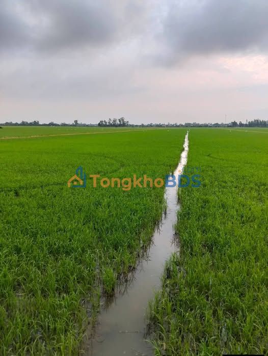 Bán 13.000m² Đất Vườn Mặt Tiền Đường Đá Xanh, Đồng Tháp - Giá 3.38 Tỷ