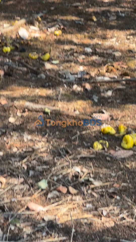 Farm Long Hưng Phú Riềng 2.7ha 3.5 tỷ - Sổ hồng rõ ràng