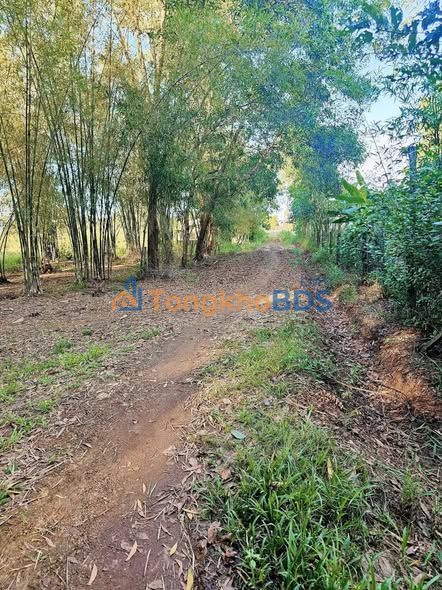 Farm Cao Su Bù Đốp 2.5ha Nở Hậu - Thu Nhập 35 Triệu/Tháng