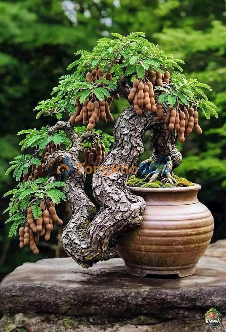 Bán đất 500m² Nguyễn Hữu Kiến, Cao Lãnh - Sổ đỏ, xây dựng ngay