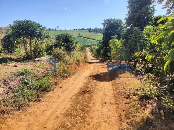 Bán 1.7ha Đất Đỏ Bazan Đức Trọng, Lâm Đồng - Sổ Đỏ 1.45ha Giá 3.2 Tỷ