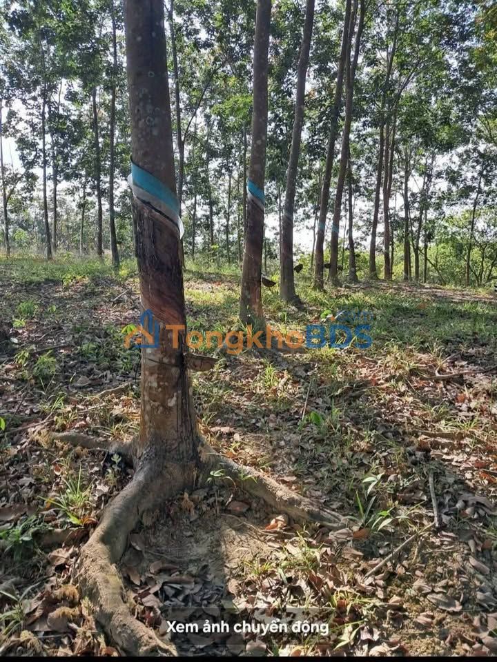 Bán Gấp Farm Cao Su 3.3ha Phú Trung, Bình Phước - Giá Đầu Tư 1.3 Tỷ