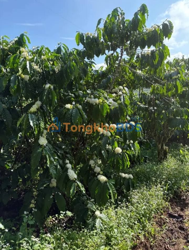 Bán Gấp Đất Vườn 8000m² Lộc Phú, Bảo Lâm - Sổ Hồng Sẵn Sàng