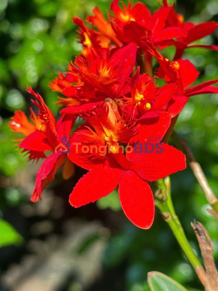 Bán Đất Lấp Vò, Đồng Tháp - 1500m² Giá 1.6 Tỷ, Mặt Tiền Lộ Đan