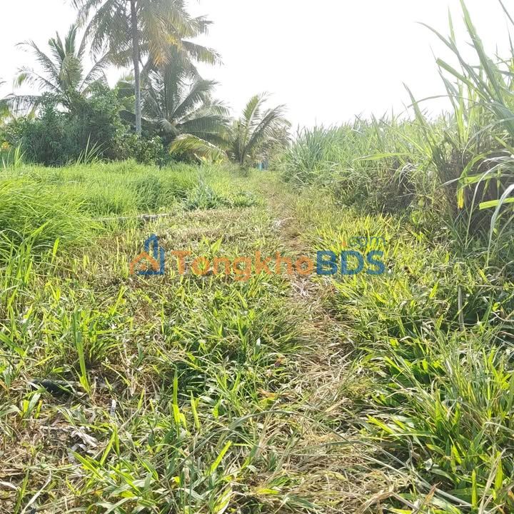 Đất Vườn Tiền Giang 2115m² - Sổ Đỏ Rõ Ràng, Giá Đầu Tư 350 Triệu