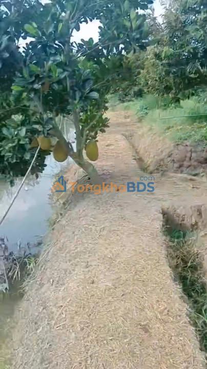 Bán Đất Vườn Thanh Mỹ, Đồng Tháp - 15.000m² Trồng Sầu Riêng, Mít