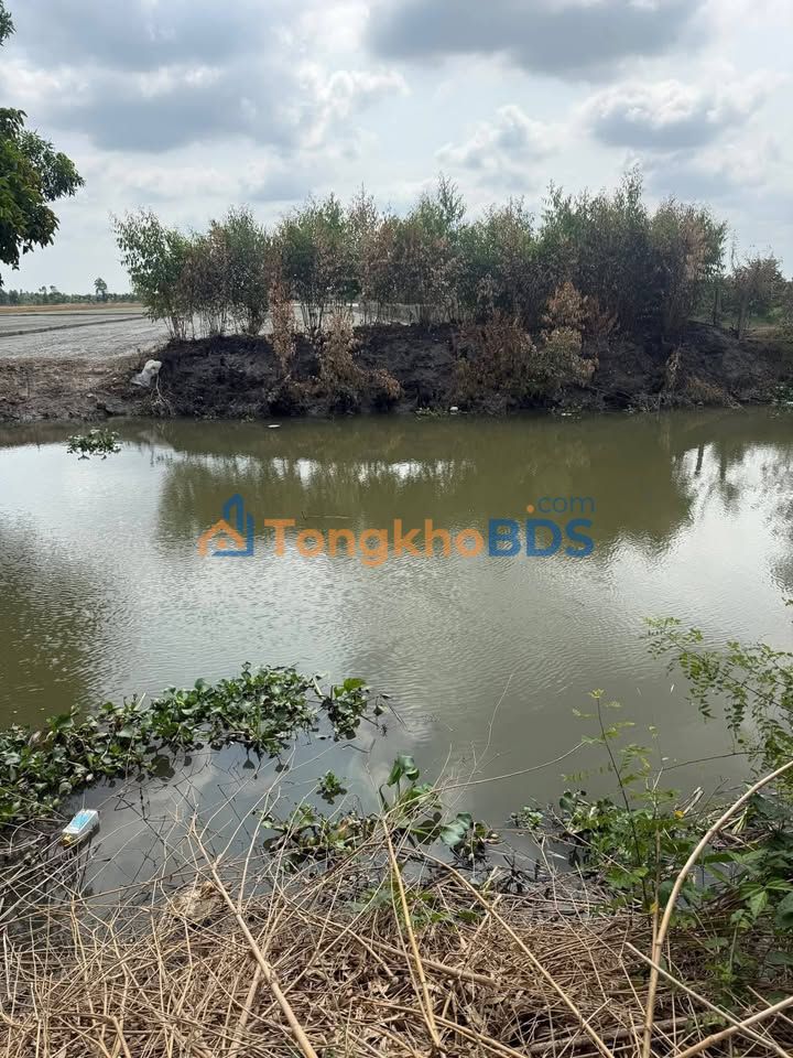 Bán Đất Vườn 6000m² Mặt Tiền Kênh Ngàn Cái Bè, Tiền Giang - Giá Tốt