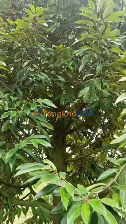 Bán Gấp Đất Vườn Sầu Riêng Monthong 10 Công, Đồng Tháp - Giá Tốt