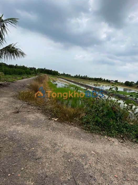 Bán Đất Lúa 9600m² Xã Bình Hòa Nam, Đức Huệ, Long An - Sổ Hồng Riêng