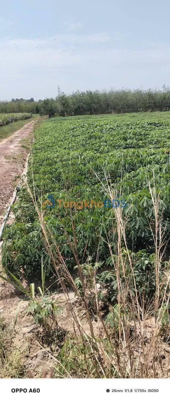 Đất Vườn Suối Dộp - Tây Ninh 6800m² Giá Đầu Tư 10.88 Tỷ