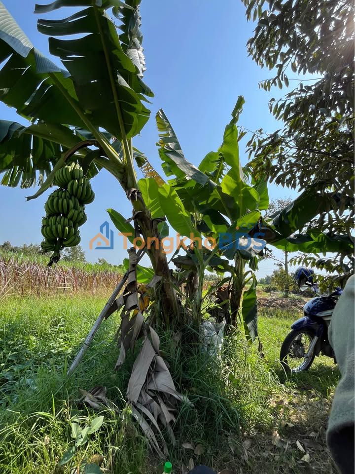 Bán Gấp Đất 100m² Full Thổ Cư, 3 Mặt Tiền Thoáng - Gò Dầu, Tây Ninh