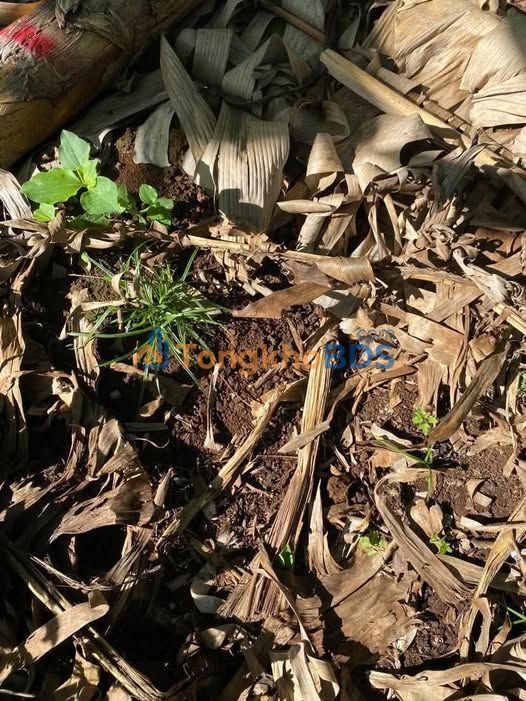 Đất nền 3600m² Trà Cổ, Đồng Nai - Giá 3.2 tỷ, Sổ đỏ sẵn sàng