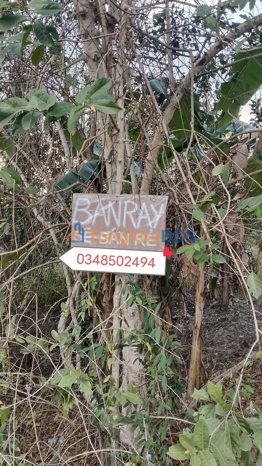 Đất Vườn Đồng Nai 4830m² - Mặt Tiền Rộng, Tiềm Năng Đầu Tư Lâu Dài