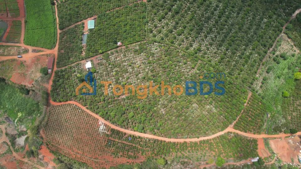 Đất Vườn Nam Hà Lâm Đồng 1000m² - Sổ Hồng Sẵn Sàng