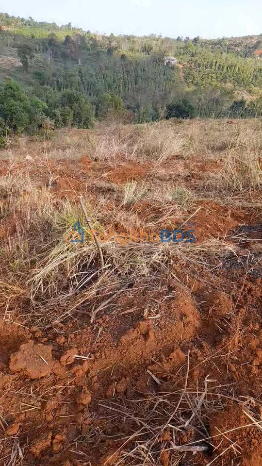 Đất Nền Đắk Nông 25000m² - Sổ Đỏ Sẵn Sàng, Giá 1.75 Tỷ