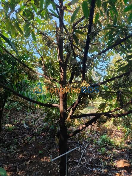 Đất Vườn Đắk Nông 4800m² - Ô Tô Tận Nơi, Giá 6.5 Tỷ