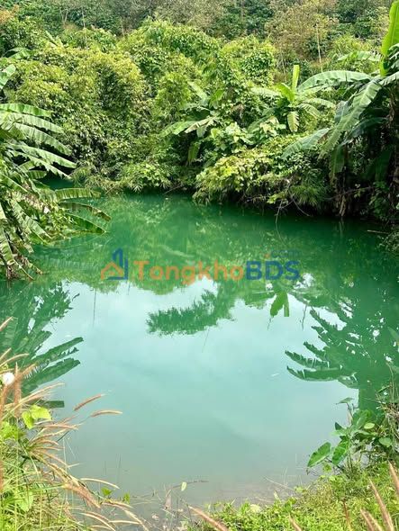 Bán gấp 2.2ha Đắk Nông - Đường nhựa, có ao, hệ thống tưới, giá 3.5 tỷ