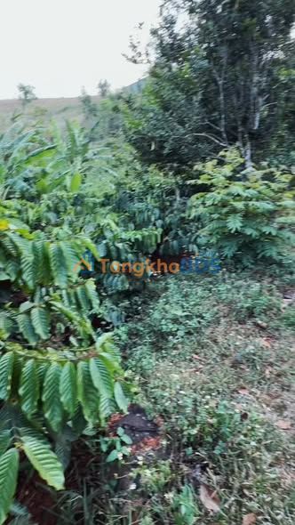 Bán Đất Rẫy 1.3ha Quảng Trực, Đắk Nông - Sổ Đỏ, Mặt Đường Lớn