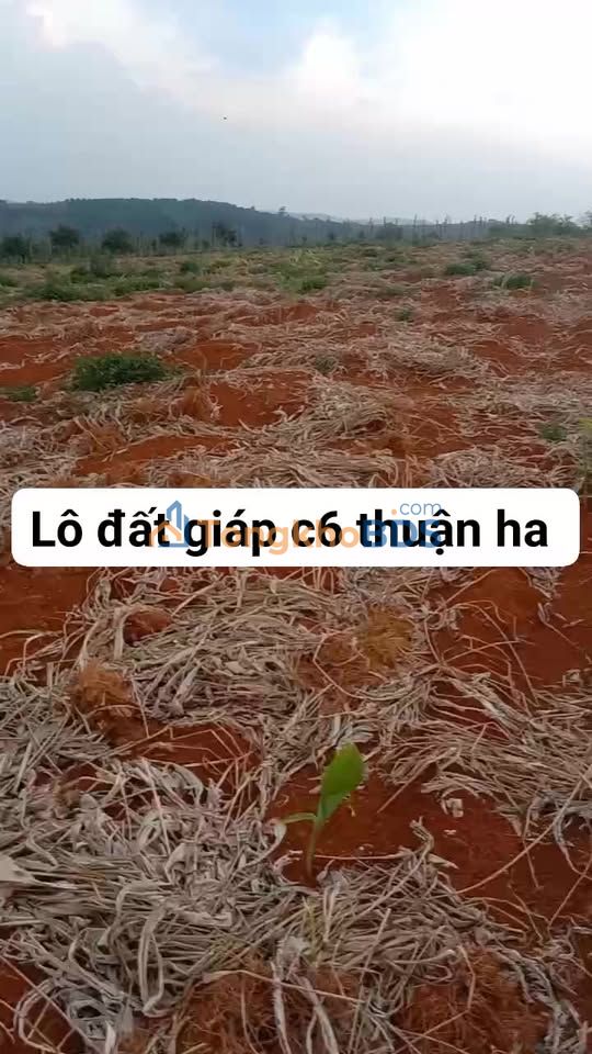 Đất Nền Tuy Đức 27.000m² - Sổ Đỏ Chính Chủ, Giá Đầu Tư 2.3 Tỷ