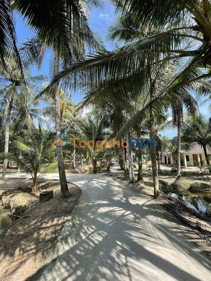 Đất Vườn Dừa 444m² Tân Phú Đông - Sổ Đỏ Quy Hoạch Thổ Cư, Chỉ 550 Triệu