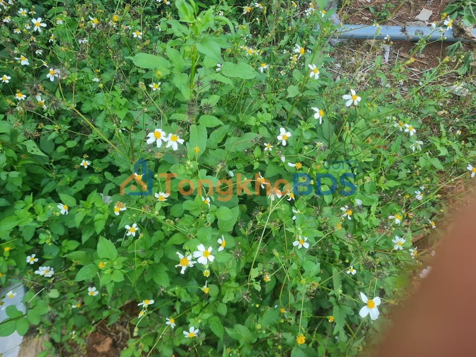 Đất Nền Bình Ba Châu Đức 240m² - Giá 1.1 Tỷ, Sổ Đỏ Sẵn Sàng